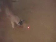 Big Cats Chasing A Laser Pointer