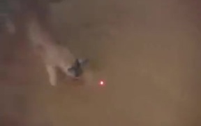 Big Cats Chasing A Laser Pointer - Animals - VIDEOTIME.COM