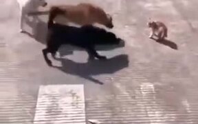 One Cat Vs Three Dogs - Animals - VIDEOTIME.COM