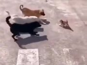 One Cat Vs Three Dogs