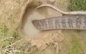 Using A Snake To Catch Fish - Animals - VIDEOTIME.COM