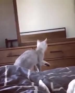 Cat Using A Mirror To Check Beauty