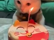 How To Celebrate A Cat's Birthday