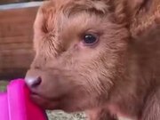 A Very Fluffy Baby Cow