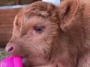 A Very Fluffy Baby Cow