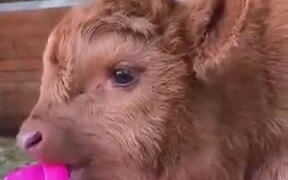 A Very Fluffy Baby Cow - Animals - VIDEOTIME.COM