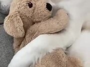 Dog Sleeping With A Stuffed Dog