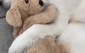 Dog Sleeping With A Stuffed Dog - Animals - VIDEOTIME.COM