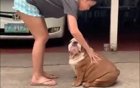 Fat Dog Loves A Good Rub - Animals - VIDEOTIME.COM
