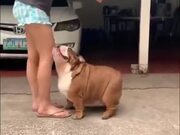 Fat Dog Loves A Good Rub