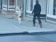 Dog Loves To Walk On Two Legs