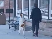 Dog Loves To Walk On Two Legs
