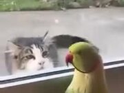 Parrot Trolling A Cat