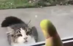 Parrot Trolling A Cat - Animals - VIDEOTIME.COM
