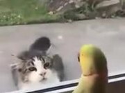 Parrot Trolling A Cat
