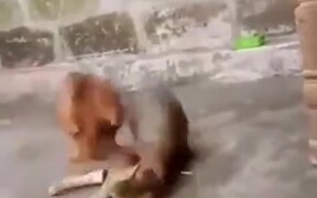 A Wrestling Match Between Cat And Chicken - Animals - VIDEOTIME.COM