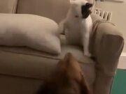 Doggo Loves To Be Bullied By Cat