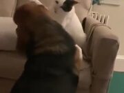 Doggo Loves To Be Bullied By Cat