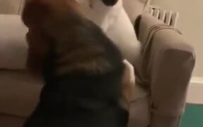 Doggo Loves To Be Bullied By Cat - Animals - VIDEOTIME.COM