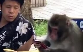 Monkey Sharing Secrets With A Human - Animals - VIDEOTIME.COM
