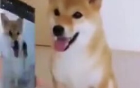 A Very Intelligent Dog - Animals - VIDEOTIME.COM