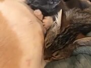Kittens Have A Pitbull Mother