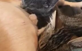 Kittens Have A Pitbull Mother - Animals - VIDEOTIME.COM