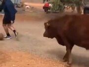 Man Playing Basketball With A Cow