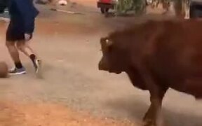 Man Playing Basketball With A Cow - Fun - VIDEOTIME.COM