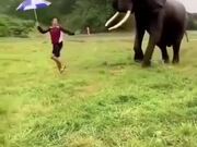 Elephant Dancing With A Human