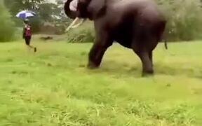 Elephant Dancing With A Human - Animals - VIDEOTIME.COM
