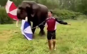 Elephant Dancing With A Human - Animals - VIDEOTIME.COM
