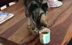 Cat Smelling Coffee And Scratching The Table - Animals - VIDEOTIME.COM