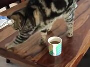 Cat Smelling Coffee And Scratching The Table