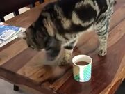 Cat Smelling Coffee And Scratching The Table
