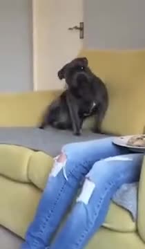 A Dog Too Excited For Some Love