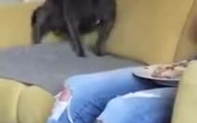 A Dog Too Excited For Some Love - Animals - VIDEOTIME.COM