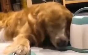 New Food Dispenser For Dog - Animals - VIDEOTIME.COM