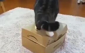 Mean Fat Cat On A Box - Animals - VIDEOTIME.COM