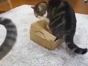 Mean Fat Cat On A Box