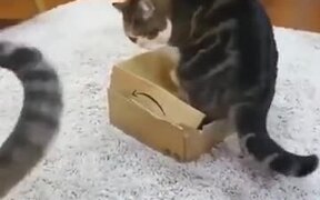 Mean Fat Cat On A Box - Animals - VIDEOTIME.COM