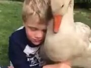 Pet Duck Giving Love Bites