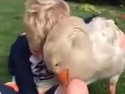 Pet Duck Giving Love Bites