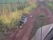 Huge Snake Trying To Attack A Car