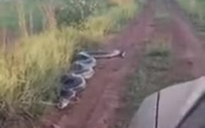 Huge Snake Trying To Attack A Car - Animals - VIDEOTIME.COM