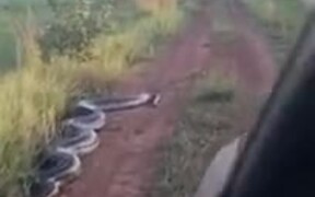 Huge Snake Trying To Attack A Car - Animals - VIDEOTIME.COM