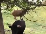 Goats Are Smart As Hell