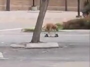 Man Riding A Skateboard With Dog