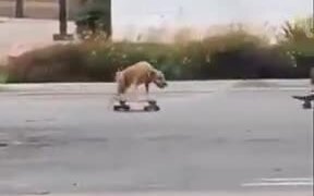 Man Riding A Skateboard With Dog - Animals - VIDEOTIME.COM