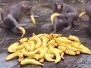 Banana Distribution To Monkeys